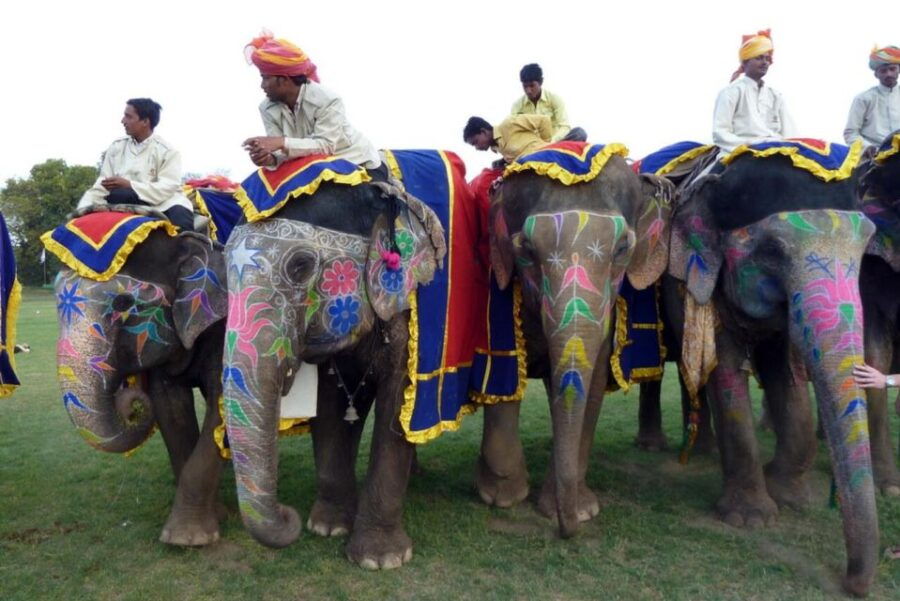 Rajasthan Jodhpur Bishnoi Village Safari With Authentic Food - Good To Know