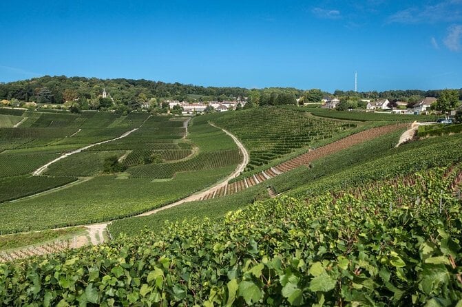 Reims or Epernay Region: Full Day Private Tour - Good To Know