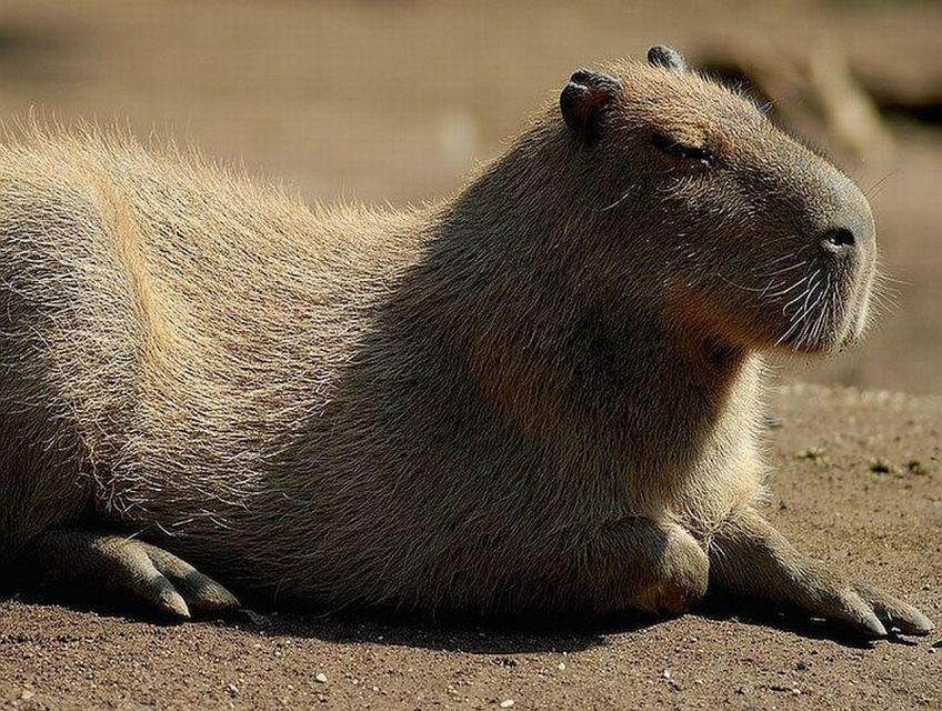 Rome: Bioparco Di Roma Zoological Garden Entry Ticket - Good To Know