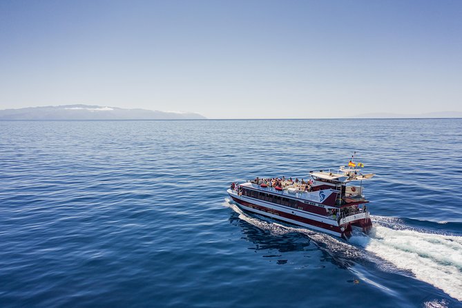 Royal Delfin - 2Hour Sustainable Dolphin & Whale Watching Mini Cruise