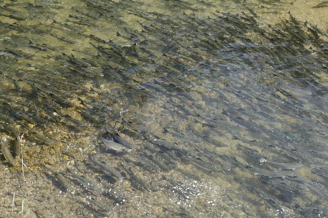 Salmon Watching Experience