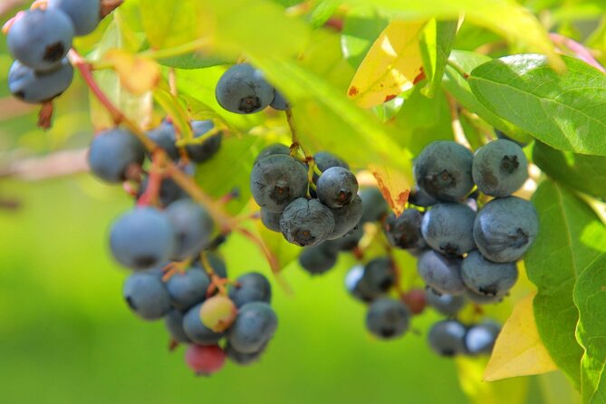 Sapporo to Airport Service With Fruit Picking Along the Way!