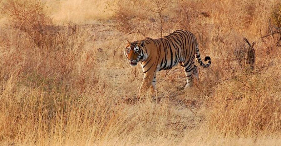 Sawai Madhopur: Ranthambore Guided Safari Trip
