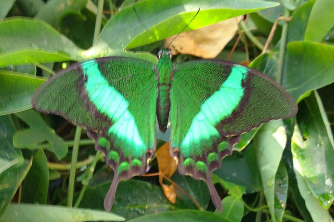 Schmetterlinghaus - Imperial Butterfly House Vienna Admission Ticket - Good To Know