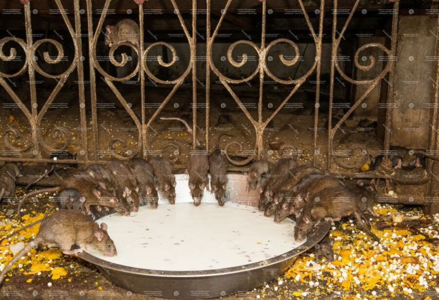 See Junagarh Fort, Rat Temple From Jaisalmer & Bikaner Drop