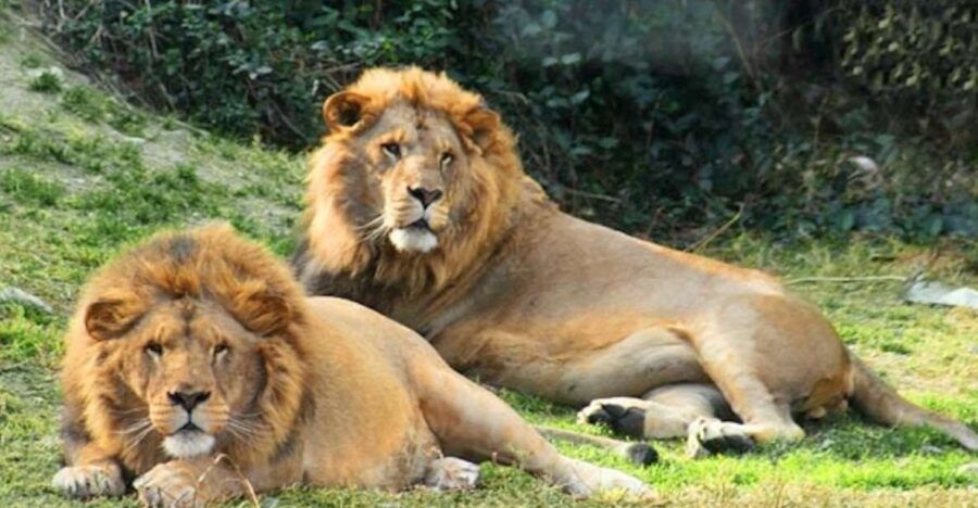 Selwo Aventura: Admission Ticket With Skip-The-Line Access - Good To Know