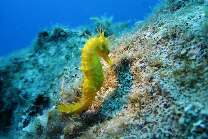 Snorkeling Tour Coast to Coast Taormina & Isola Bella - Good To Know