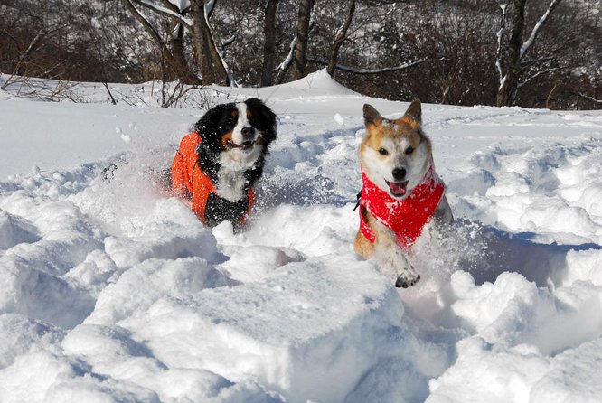 Snowshoe Tour