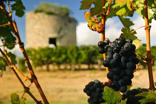 St-Emilion & Médoc Combine Day Tour Including Wine Tastings and Lunch