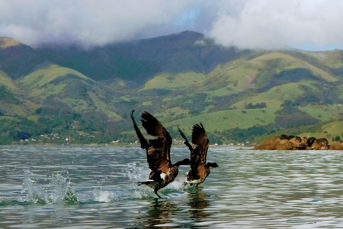 Sunrise Wildlife Sea Kayaking in Akaroa Marine Reserve