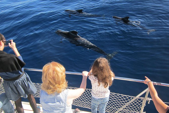 Tenerife Whale and Dolphin-Watching Catamaran Tour With Drinks