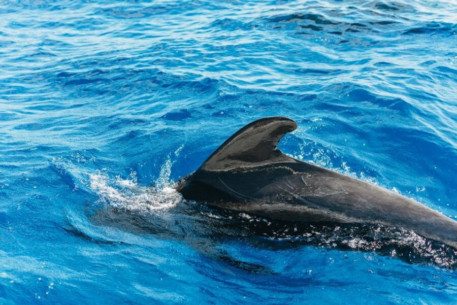 Tenerife: Whale & Dolphin Watching With Drinks and Snacks - Good To Know