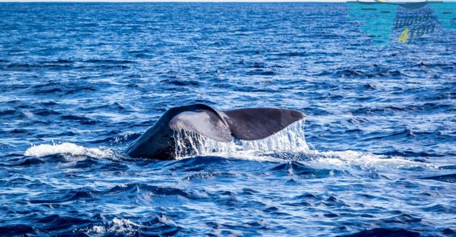 Terceira: Whale and Dolphin Watching in a Zodiac Boat - Good To Know