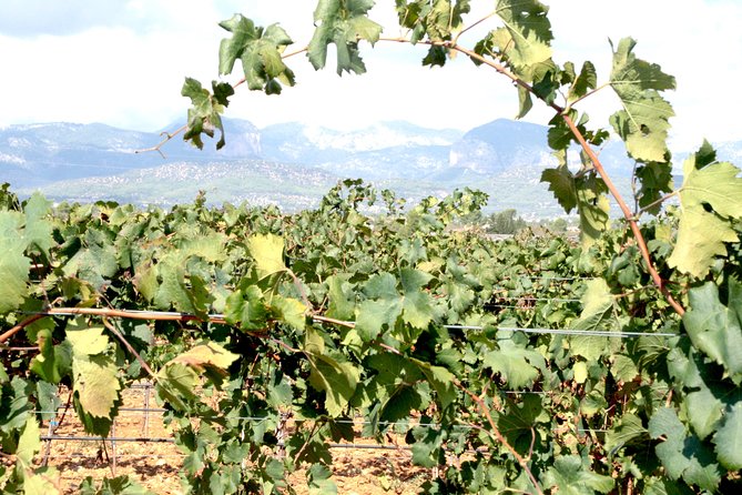 The Clasta Mallorca Wine Tours - Good To Know