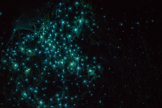 Twilight Kayak Glow Worm Tour