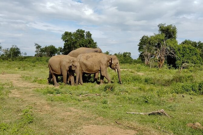Udawalawe National Park All-Inclusive Tickets - Good To Know