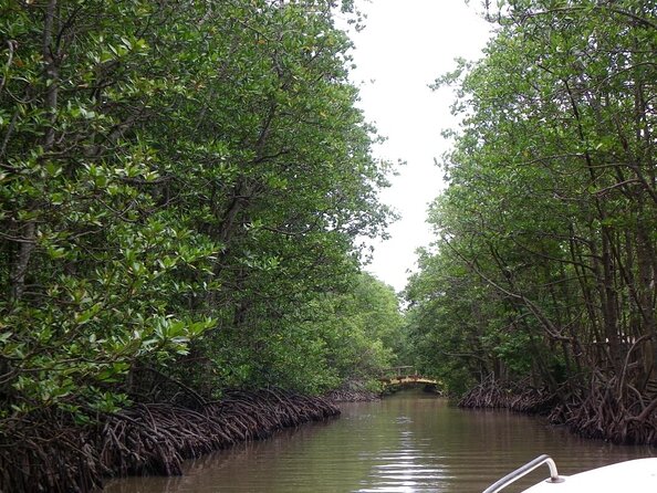 Vam Sat Mangrove Forest - VIP Private Tour From Ho Chi Minh City