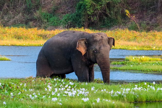4 Best Safari Tours In Wasgamuwa National Park