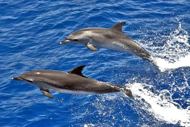 Whale and Dolphin Watching in Mogán for Small Groups in Gran Canaria