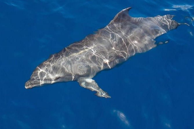 Whale and Dolphin Watching Yacht Trip in Puerto Colon - Good To Know