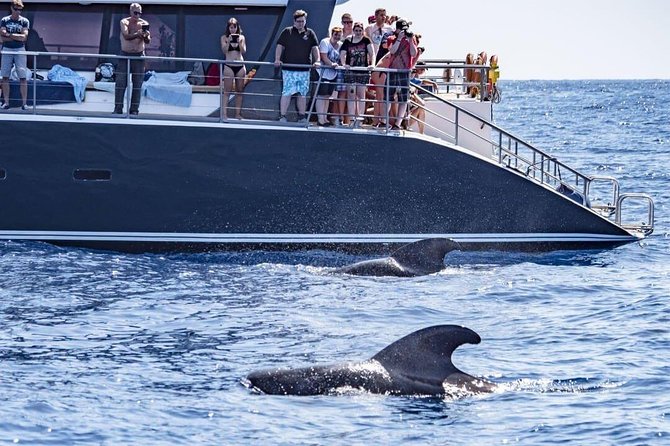 Whale Watching Catamaran in Costa Adeje (Including Drinks & Sandwich)