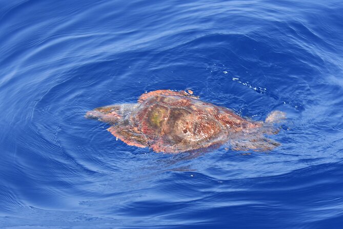 Whale Watching in Los Gigantes for Over 11 Years