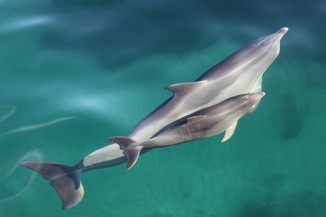 Wild Dolphin Watch Cruise - Good To Know