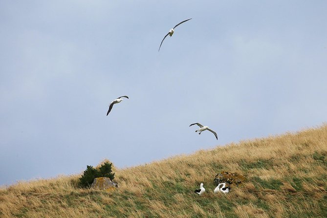 Wildlife Cruise With Transport