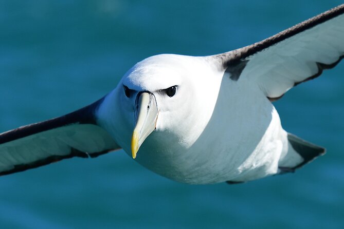Wildlife Cruise - Good To Know
