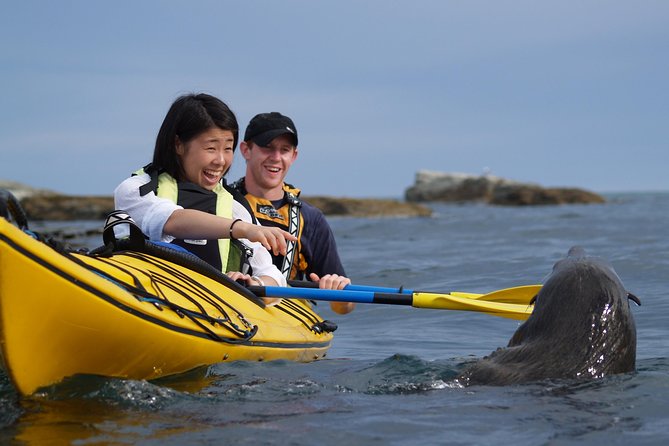 Wildlife Sea Kayaking Tour - Kaikoura - Good To Know