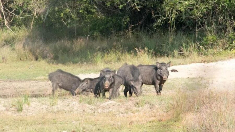 2 Best Safari Tours In Nochchiyagama