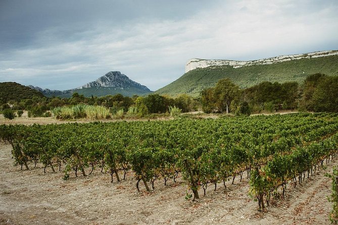 Winetasting and Hike to the Top of "Pic Saint Loup" - Good To Know