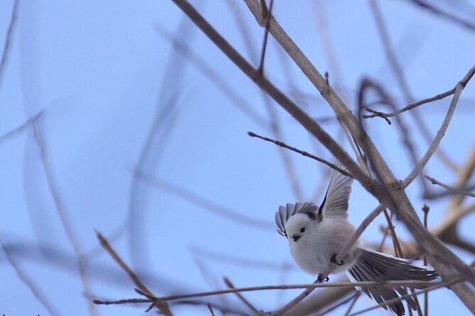 Winter Animal Watching Tour With Cross-Country Skiing