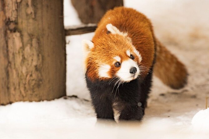 Winter in Hokkaido! Visit Asahiyama Zoo, the Frozen Ice Sea and Sunset Cruise - Good To Know