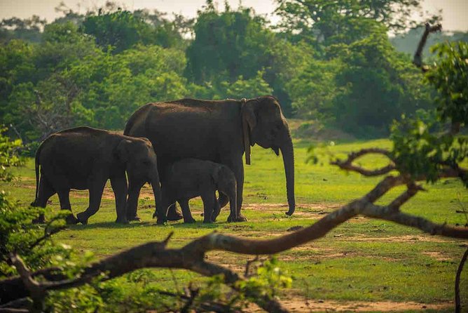 Yala National Park Private Safari Trip From Galle/Unawatuna/Mirissa