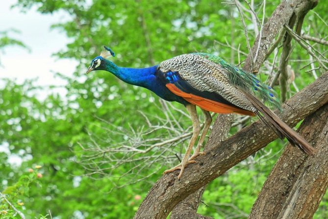 Yala Safari Drive From Galle, Weligama, Mirissa & Dickwella