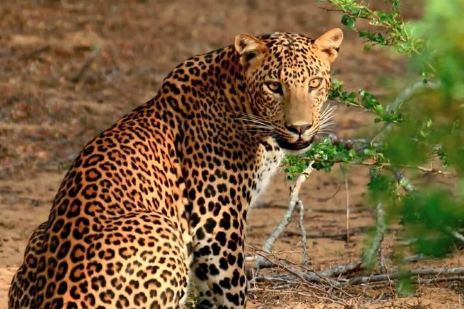 25 Best Safari Tours In Hambantota