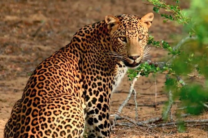 Yala Safari From Hambantota Port (Shore Excursion)