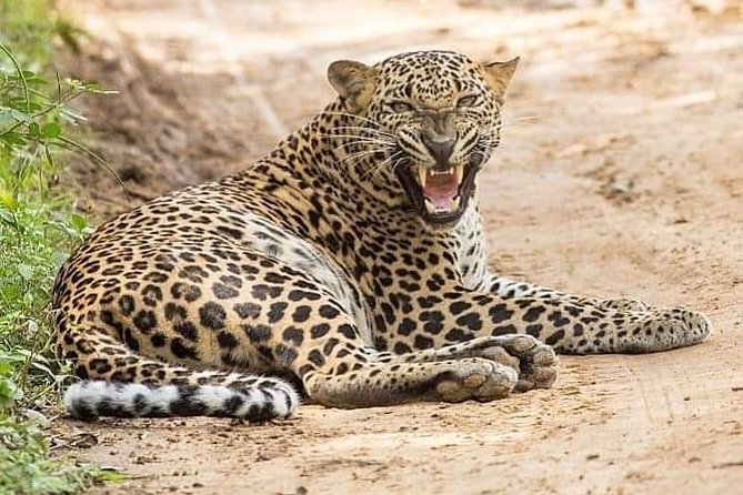 Yala Safari Half Day Tour (Game Drive)