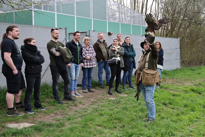 1 Hour Falconry/Hawk Experience in Basel Region - Good To Know