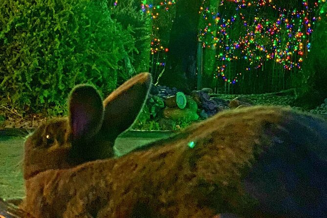 1-Hour Mini Golf With Rabbits in Rotorua