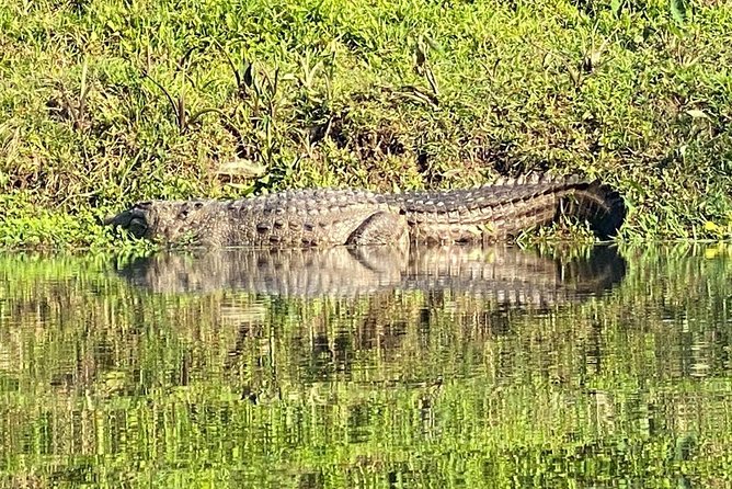 1 Night 2 Days Chitwan Jungle Safari Tour From Pokhara - Good To Know
