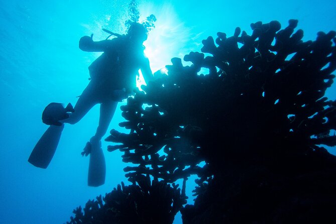 4 Best Scuba Diving Experiences In Kauai