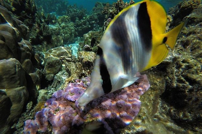 1/2 Day Tahaa Coral Garden - Departure Raiatea / Ideal for Cruise Passengers - Traveler Photos and Reviews