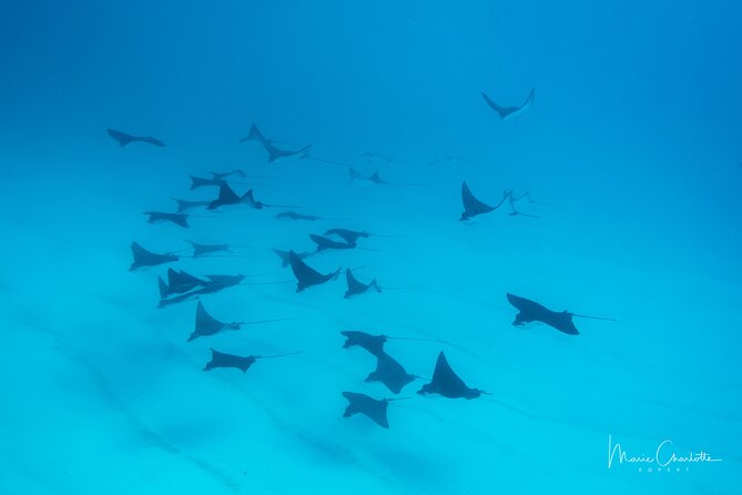 1 DIve in the Afternoon for Certified DIvers in Bora Bora - Booking Confirmation and Availability