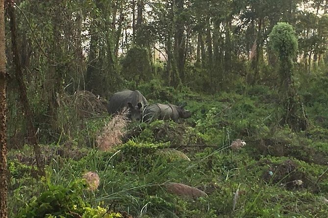 1 Night 2 Days Chitwan Jungle Safari Tour From Pokhara - Overview and Inclusions