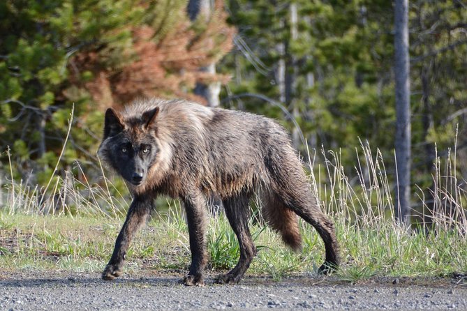 #1 SINCE 1972 All-Inclusive Yellowstone The Volcano Lower Loop - Tour Details and Inclusions