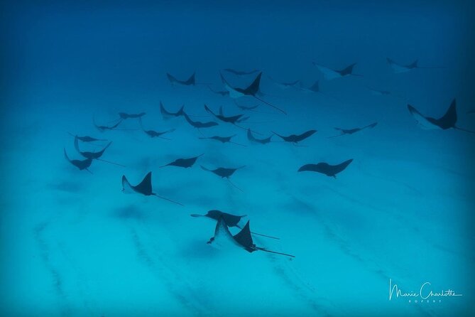 10 Dives Package - Package Details