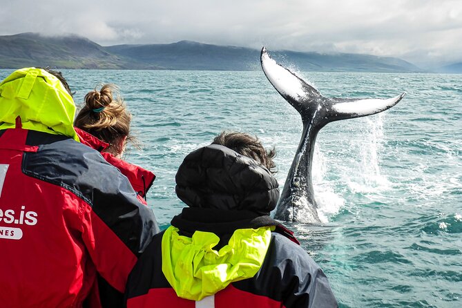 100% Whale Watching - Whale Watching Tour Details