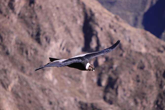 2 Day - Colca Canyon and Condor Tour From Arequipa, Peru - Group Service - Inclusions